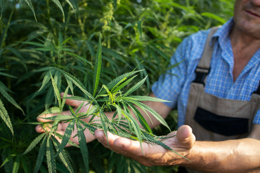 Broad Spectrum vs Isolate CBD: What You Need to Know | ZenHempLife