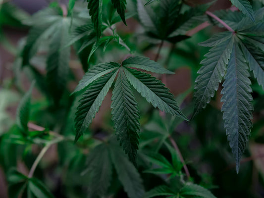 The Importance of THC-Free CBD